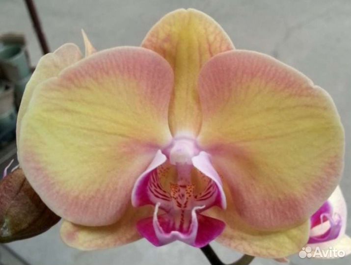 Орхидея фаленопсис Янтарная Принцесса