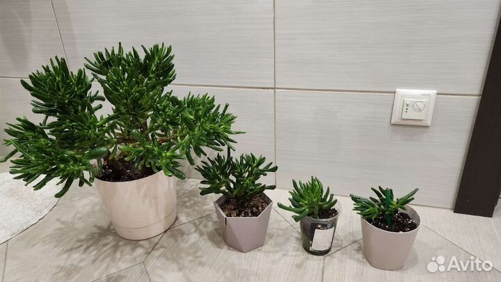 Крассула Хоббит