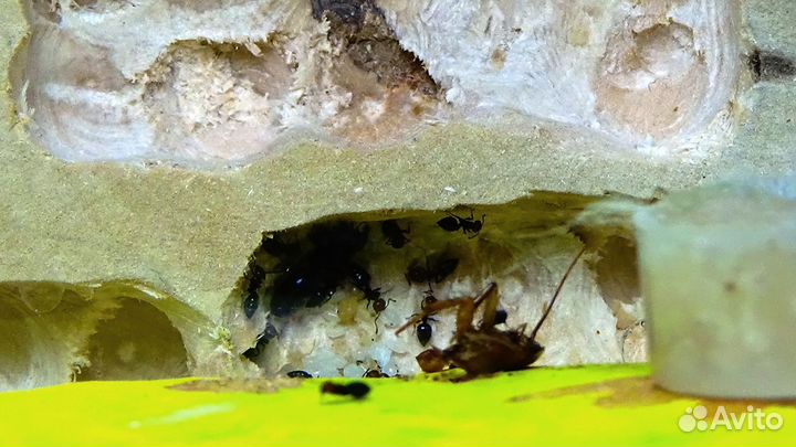 Муравьи Crematogaster scutellaris из Испании