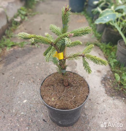 Picea engelmannii Blue Harbor 25-30см