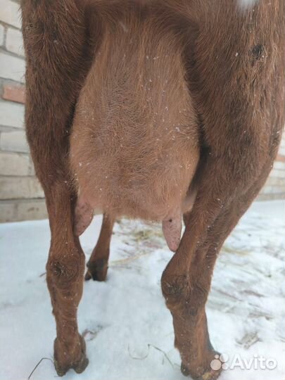 Коза нубийская