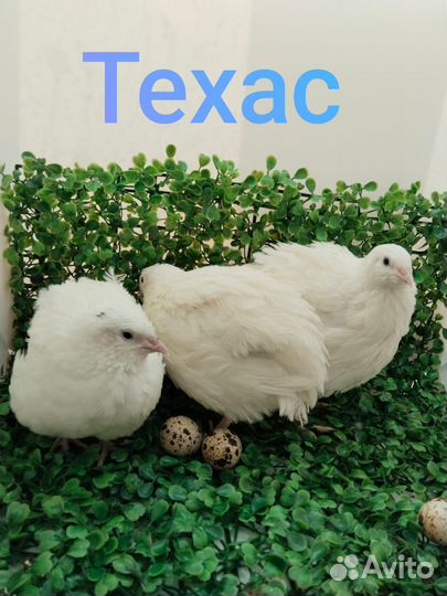 Перепела несушки