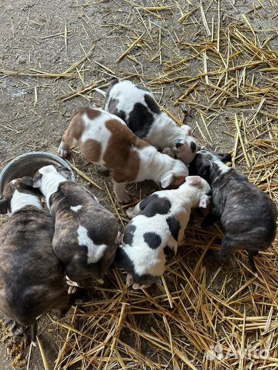 Щенки стаффорда девочка