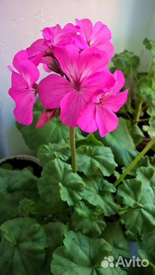 Герань (пеларгония зональная)