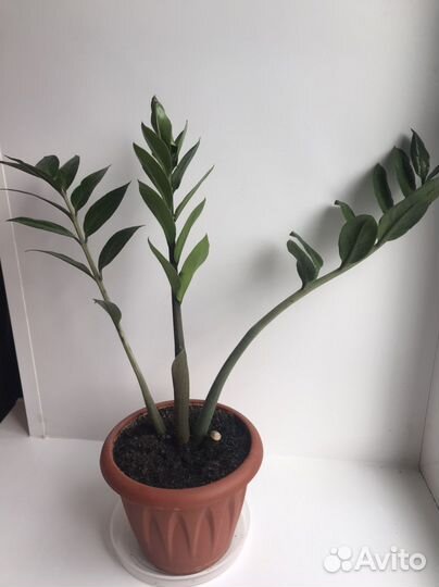 Замиокулькас