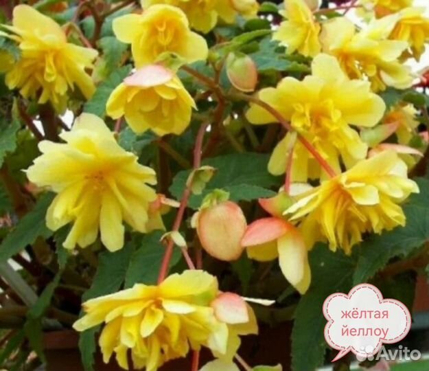 Ампельная бегония