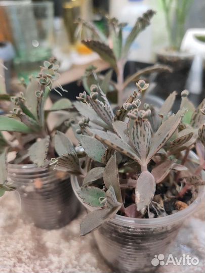 Суккуленты разные