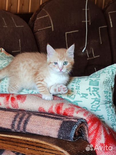 Кошки в добрые руки бесплатно