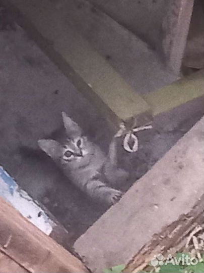 Отлам в добрые руки