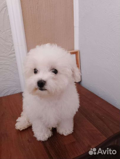 Девочка с выставкой