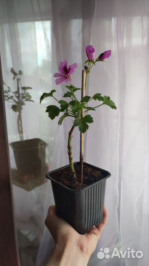 Королевская герань пеларгония