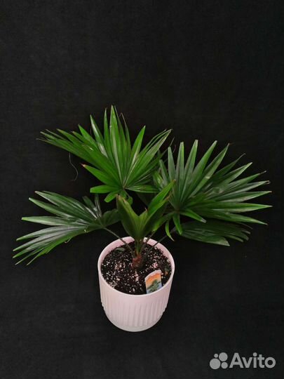 Пальма ливистона в интерьерном горшке 17/50
