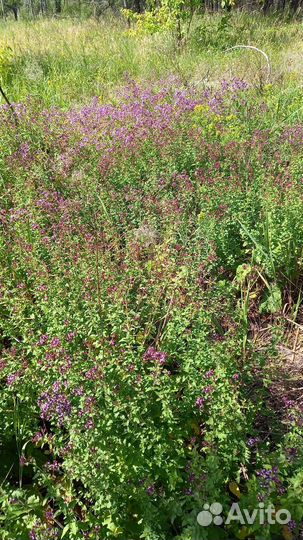 Сушеные травы