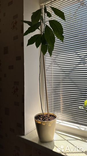 Авокадо растение