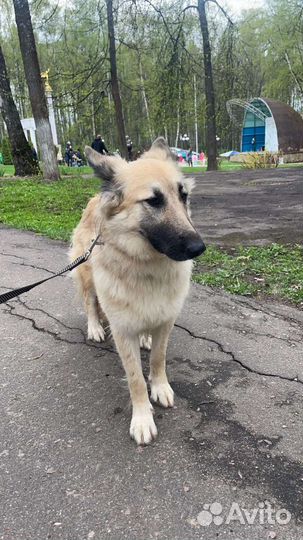 Собака в добрые руки