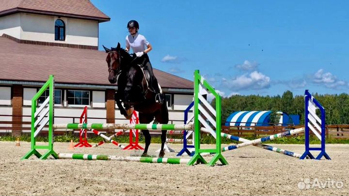 Мерин Французкий рысак