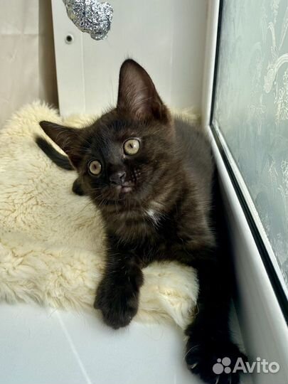 Котенок в дар. Тигровая девочка. Метис британский