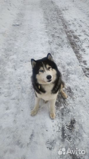 Кобель хаски для вязки