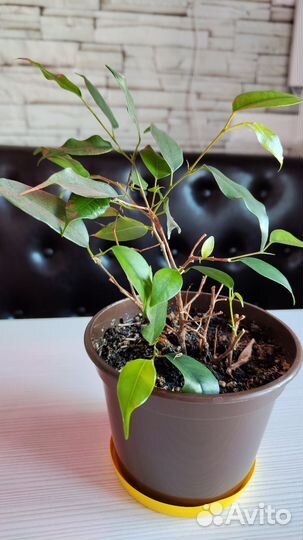 Фикус бенджамина