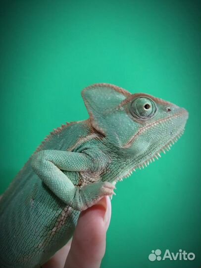 Передержка рептилий