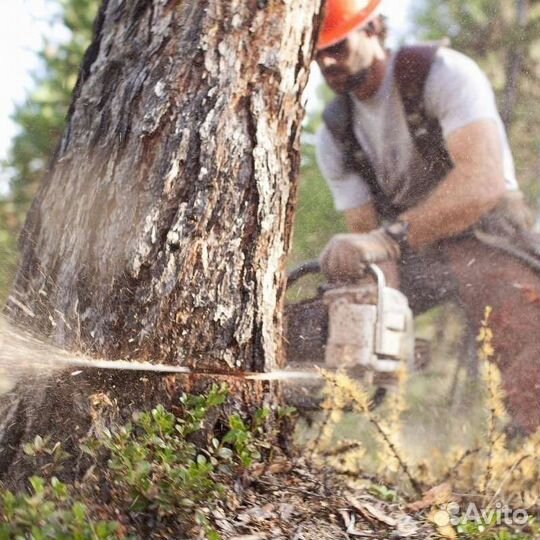 Требуются пильщики дров
