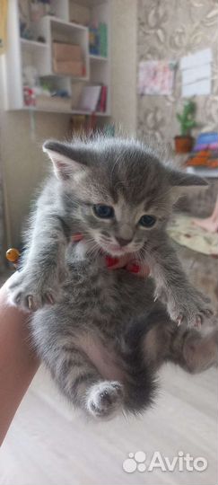 Британская кошка