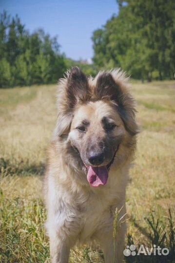 Спасите собаку из приюта