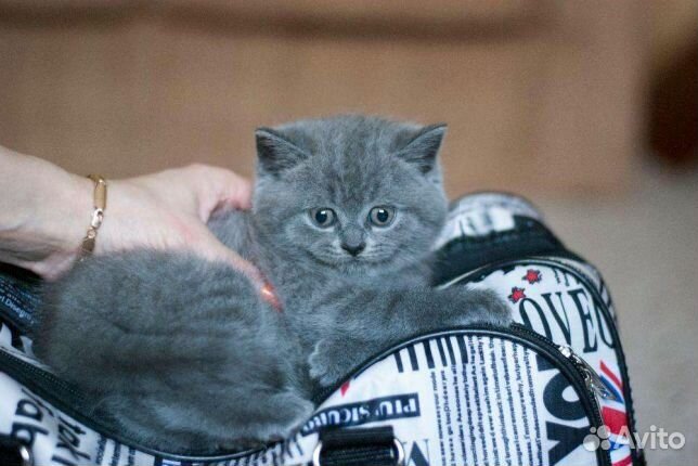 Британские голубые котята