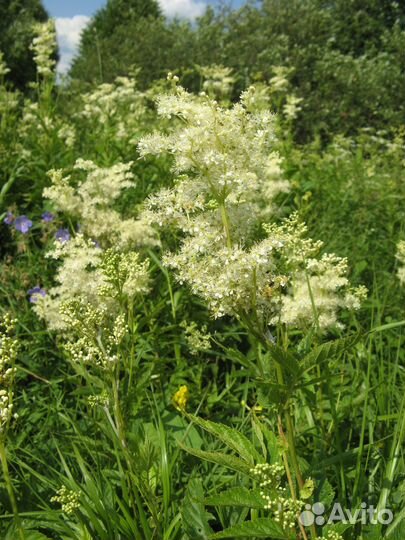 Таволга,иван-чай,клевер лесной,лапчатка,зверобой