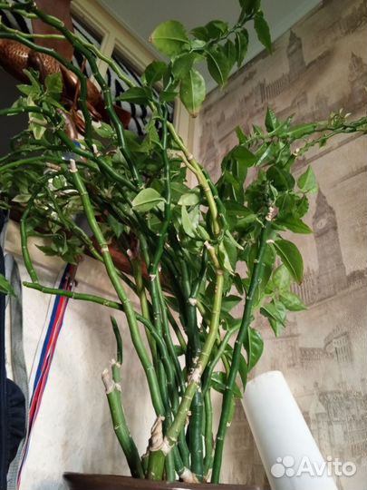 Цветок педилантус