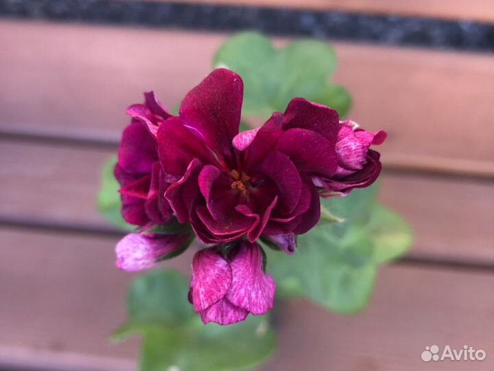 Герань пеларгония