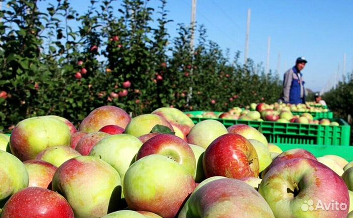 Сборщик яблок вахта