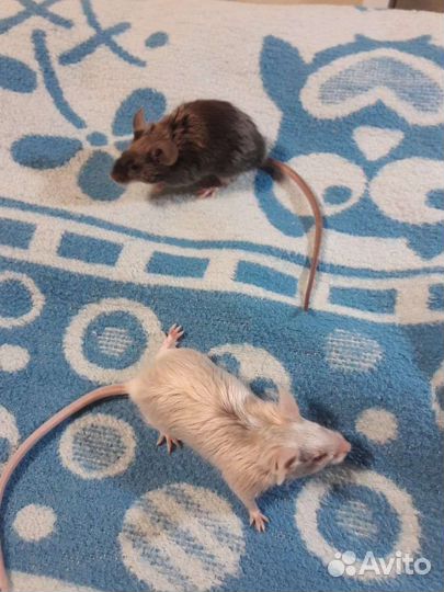 Декоративные сатиновые мышки