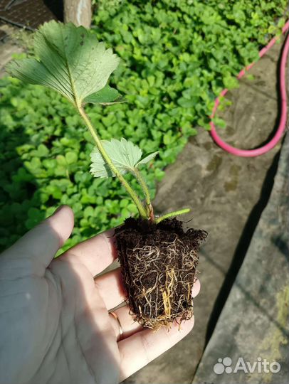 Кассетная рассада клубники. Сорт Альба