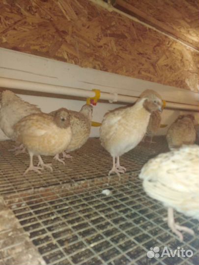 Перепела порода Техас, Феникс