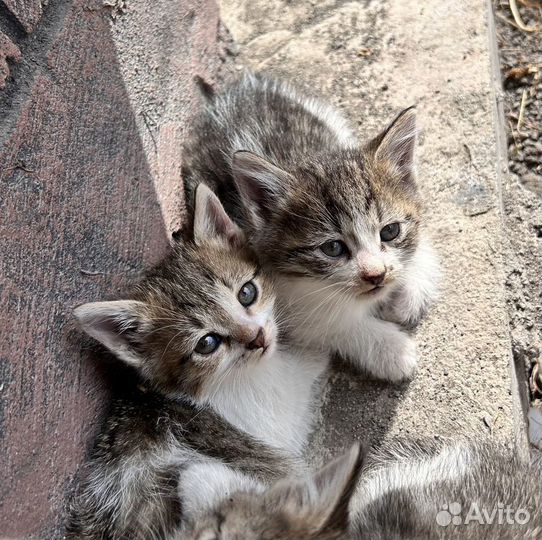 Котята в добрые руки бесплатно