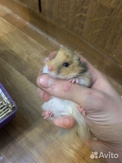 Длинношерстный сирийский хомяк