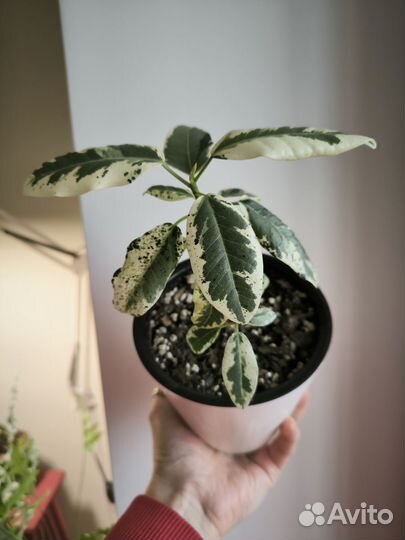 Фикус Рубигиноза