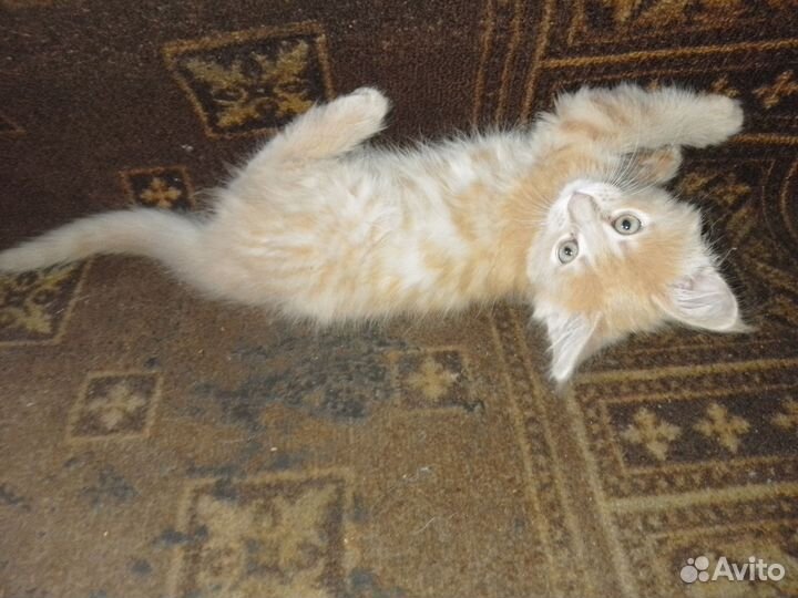 Котенок мейн-кун девочка