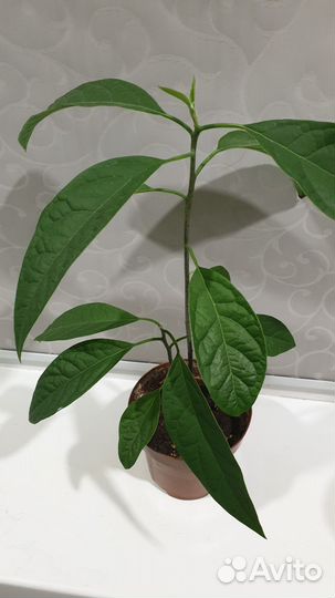 Авокадо Замиокулькас