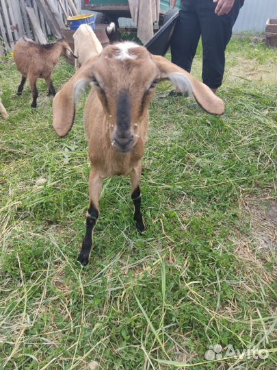 Англо нубийские козы и козел