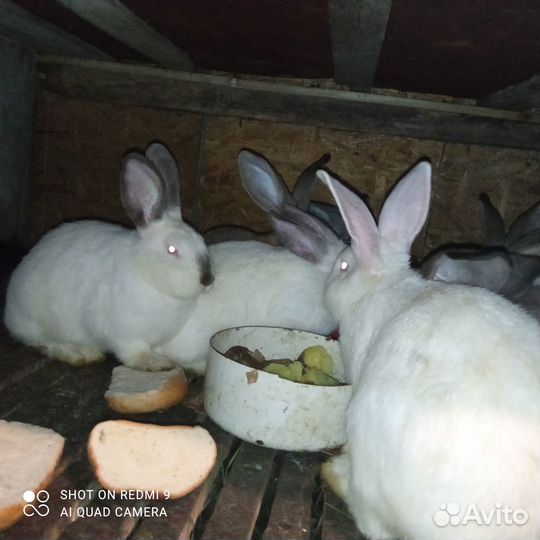 Продаются кролики