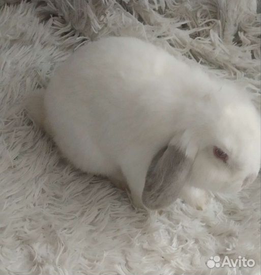 Кролик вислоухий