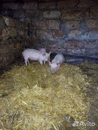 Поросята ландрас+йоркшир