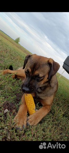 Щенок стаффа в добрые руки