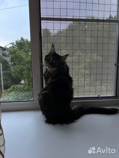 Балкончик для кошки, антикошка