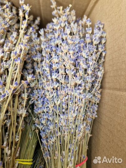 Лаванда сухоцвет