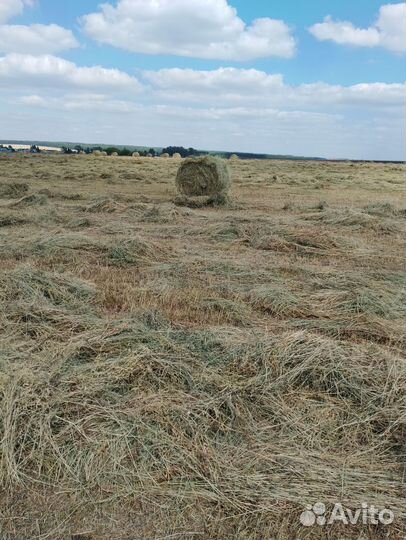 Продам сено в рулонах