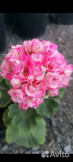 Молочай миля