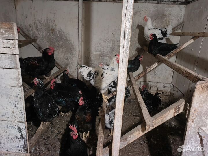 Цесарки, Петухи